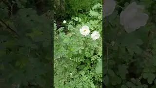 Жара, для старшего поколения хуже прохладных дней♥️