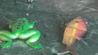 Учимся вязать донки на сома.