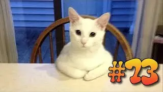 #73 ПРИКОЛЫ С КОТАМИ | КОТЫ 2019 | FUNNY CATS | ПОПРОБУЙ НЕ ЗАСМЕЯТЬСЯ