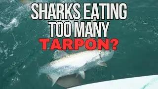 Are Hammerheads Taking All of the Tarpon From Anglers?
