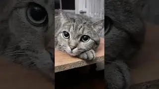😻Спокойной ночи! Сладких снов!!😻#shorts #домашниеживотные #котики
