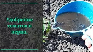 Подкормка рассады томатов и перца.