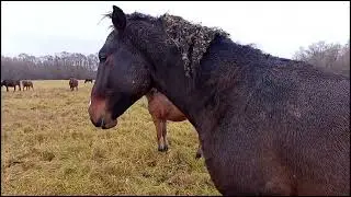 лошади. круглосуточный выпас. жеребцы полутяжики отьемыши скаковые