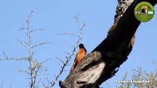PICAPALO COLORADO (Campylorhamphus trochilirostris)
