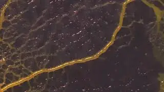 Physarum polycephalum Blob : Vein emergence