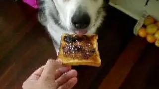 Loki - Vegemite Feast