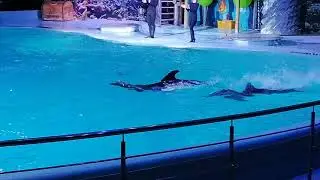 ДЕЛЬФИНЫ В НОВОСИБИРСКЕ!!!!!!
