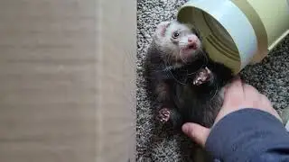 ferrets 5 or something