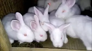 Активней отписываемся от канала по причине его закрытия на неопределённый срок / точнее на год