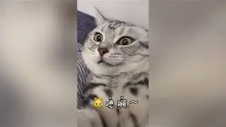 Funny kitty 可愛いねこちゃんep#2