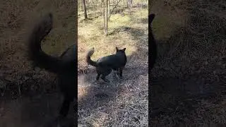 Волшебная собачья вода.Попил и помчался...😁😆🙃