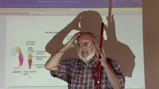 development of  the brain by Dr. Wahdan