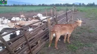 CRIADERO DE CHIVOS O CABRAS CAPRICULTURA GANADERIA ALTERNATIVA