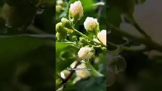 Как то так#отношения #жизнь #любовь #shortvideo #shorts