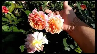 Розы. Любимые розы Гийо Франция из питомника 
