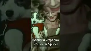 Russian History: First Dogs in Space 