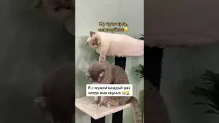 Давай поскандалим с тобой?