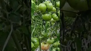 Самый урожайный томат сезона