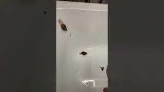 Мои улитки☺️☺️☺️