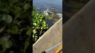 First Catch of the Year!I Snakehead Fishing in the Philippines