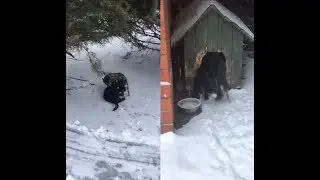 Кот будет грелкой