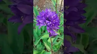 Колокольчик скученный Акаулис