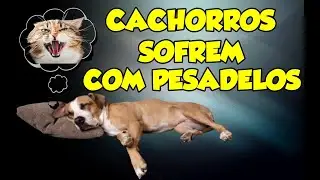 OS CÃES SONHAM IGUAIS AOS HUMANOS