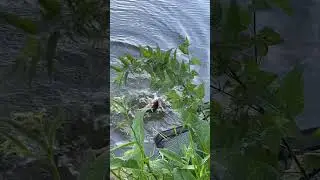 Микроджиг спасает летнюю рыбалку🥵☀️ #fishing #спиннинг #микроджиг #окунь #рыбалка