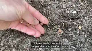 How to Grow Chickpeas in the Garden