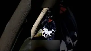 Metamorphosis of Swallowtail butterfly time lapse  