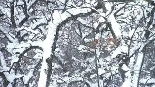 байрачный лес