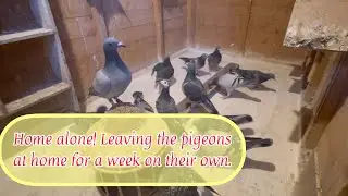 October update for racing pigeons. Keeping pigeons has never been easier!