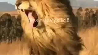 Я одинок