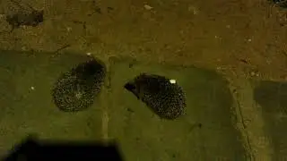 Очень грозный ежик!