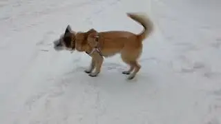 Просто пёс играет в снегу две минуты :)