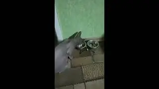 Кот ест рыбу (The cat eat a fish)