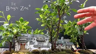 Tigerbark Ficus Penjing and a New Bonsai Book, The Bonsai Zone, April 2022