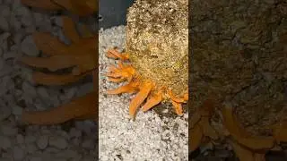 PF TEK: How to Grow Mushrooms 