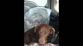 Лабрик спит на ходу