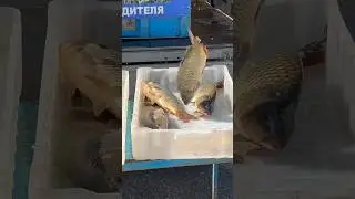 Планы на вечер)
