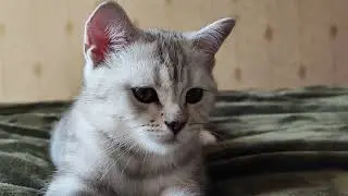 Британский котенок Скотиш-Фолд Вилли. котик Урчит. ASMR Cute cat #purring.