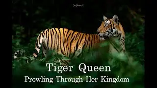 Tiger Queen: Prowling Through Her Kingdom | Sub adult tiger | Cinematic experience