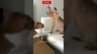 Boksör #kedi 🐕 🤡 🤛Boxer #cat #shorts