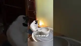 Кот, ставший гончаром! Его работы покорили всех 😻