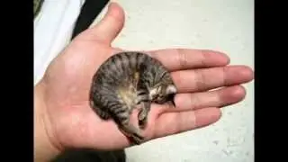 САМЫЙ МАЛЫЙ ИЗ КОТОВ
