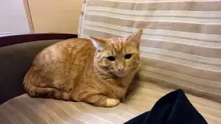 Неожиданно зима, мега ДТП и новая Сяськина вундервафля