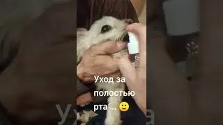 Профилактика кариеса... #собакабояка#домашниеживотные #смешные