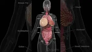 Caption: "🌟 Discover the Full Anatomy of Female Organs 🌟 #anatomy