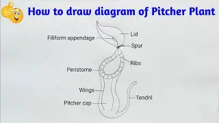 how to draw pitcher plant | how to draw pitcher plant showing lid and pitcher