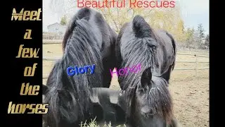 The horses! Let me introduce you to a few of our pals